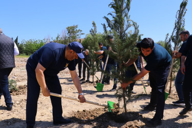 Suraxanı rayonunda “ECOLEAD” layihəsi çərçivəsində ağacəkmə aksiyası keçirilib