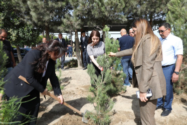 Anım günü ilə əlaqədar Suraxanı rayonunda ağacəkmə aksiyası keçirilib