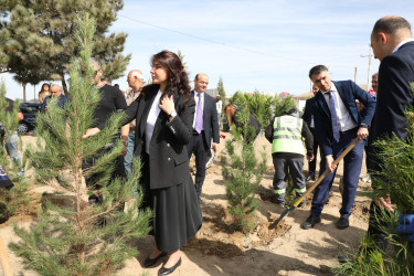 Anım günü ilə əlaqədar Suraxanı rayonunda ağacəkmə aksiyası keçirilib