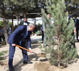 Anım günü ilə əlaqədar Suraxanı rayonunda ağacəkmə aksiyası keçirilib