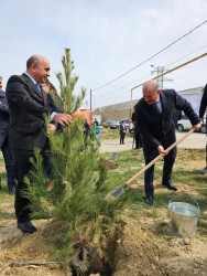 “Heydər Əliyev İli”  çərçivəsində Suraxanı Rayon İcra Hakimiyyətinin təşkilatçılığı ilə Ulu Öndər Heydər Əliyevin anadan olmasının 100 illiyinə həsr olunmuş növəti ağacəkmə aksiyası  Qaraçuxur qəsəbəsi, Şərq yaşayış sahəsində keçirilib