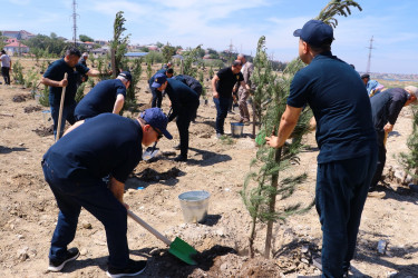 Suraxanı rayonunda “ECOLEAD” layihəsi çərçivəsində ağacəkmə aksiyası keçirilib