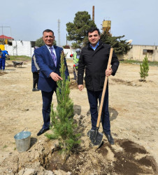 “Heydər Əliyev İli”  çərçivəsində Suraxanı Rayon İcra Hakimiyyətinin təşkilatçılığı ilə Ulu Öndər Heydər Əliyevin anadan olmasının 100 illiyinə həsr olunmuş növəti ağacəkmə aksiyası  Qaraçuxur qəsəbəsi, Şərq yaşayış sahəsində keçirilib