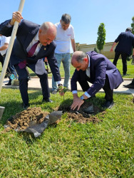 Növbəti ağacəkmə aksiyası Heydər Əliyev adına Hava Limanına gedən yolun Bülbülə qəsəbəsindən keçən hissəsindəki Suraxanı parkında baş tutub