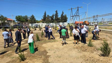 “Yaşıl dünya naminə həmrəylik ili” çərçivəsində Suraxanı rayonunda növbəti ağacəkmə aksiyası keçirilib