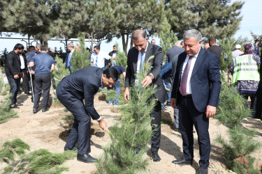 Anım günü ilə əlaqədar Suraxanı rayonunda ağacəkmə aksiyası keçirilib