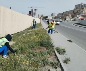 Yazın gəlişi ilə  Suraxanı rayonunun bütün qəsəbələrində Rayon Mənzil-Kommunal Təsərrüfatı Birliyi tərəfindən davamlı şəkildə aparılan abadlıq, təmizlik, yaşıllıq  sahələrinin suvarılması , təmir və bərpa işləri həyata keçirilməkdədir