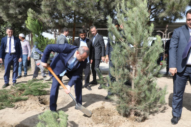 Anım günü ilə əlaqədar Suraxanı rayonunda ağacəkmə aksiyası keçirilib