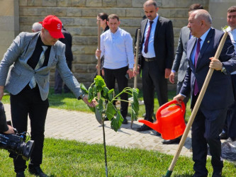 Növbəti ağacəkmə aksiyası Heydər Əliyev adına Hava Limanına gedən yolun Bülbülə qəsəbəsindən keçən hissəsindəki Suraxanı parkında baş tutub