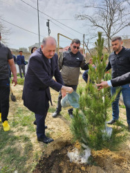 “Heydər Əliyev İli”  çərçivəsində Suraxanı Rayon İcra Hakimiyyətinin təşkilatçılığı ilə Ulu Öndər Heydər Əliyevin anadan olmasının 100 illiyinə həsr olunmuş növəti ağacəkmə aksiyası  Qaraçuxur qəsəbəsi, Şərq yaşayış sahəsində keçirilib