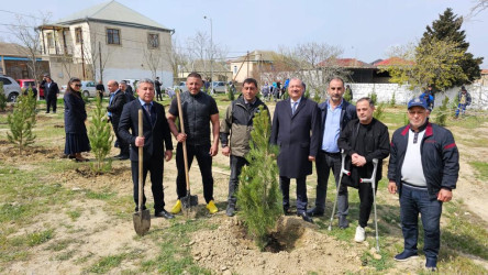 “Heydər Əliyev İli”  çərçivəsində Suraxanı Rayon İcra Hakimiyyətinin təşkilatçılığı ilə Ulu Öndər Heydər Əliyevin anadan olmasının 100 illiyinə həsr olunmuş növəti ağacəkmə aksiyası  Qaraçuxur qəsəbəsi, Şərq yaşayış sahəsində keçirilib