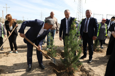 Anım günü ilə əlaqədar Suraxanı rayonunda ağacəkmə aksiyası keçirilib