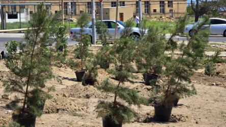 “Yaşıl dünya naminə həmrəylik ili” çərçivəsində Suraxanı rayonunda növbəti ağacəkmə aksiyası keçirilib