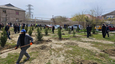 “Heydər Əliyev İli”  çərçivəsində Suraxanı Rayon İcra Hakimiyyətinin təşkilatçılığı ilə Ulu Öndər Heydər Əliyevin anadan olmasının 100 illiyinə həsr olunmuş növəti ağacəkmə aksiyası  Qaraçuxur qəsəbəsi, Şərq yaşayış sahəsində keçirilib