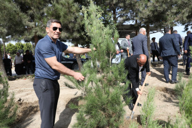 Anım günü ilə əlaqədar Suraxanı rayonunda ağacəkmə aksiyası keçirilib