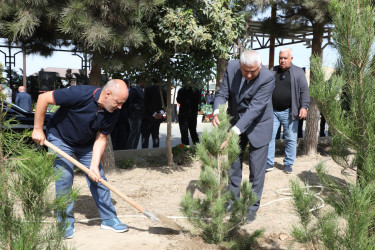 Anım günü ilə əlaqədar Suraxanı rayonunda ağacəkmə aksiyası keçirilib