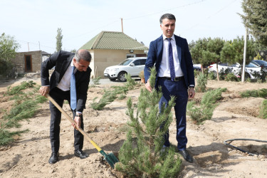 Anım günü ilə əlaqədar Suraxanı rayonunda ağacəkmə aksiyası keçirilib