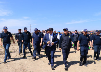 Suraxanı rayonunda “ECOLEAD” layihəsi çərçivəsində ağacəkmə aksiyası keçirilib