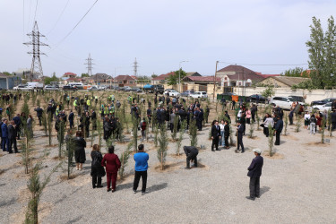 Suraxanıda Ulu Öndər Heydər Əliyevin əziz xatirəsinə ağacəkmə aksiyası təşkil olunub
