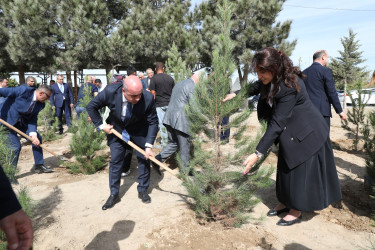 Anım günü ilə əlaqədar Suraxanı rayonunda ağacəkmə aksiyası keçirilib