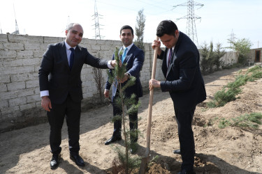 Anım günü ilə əlaqədar Suraxanı rayonunda ağacəkmə aksiyası keçirilib