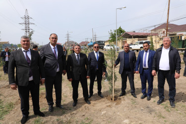 Suraxanıda Ulu Öndər Heydər Əliyevin əziz xatirəsinə ağacəkmə aksiyası təşkil olunub