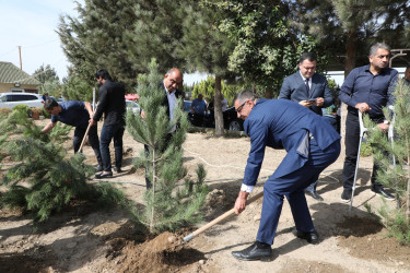 Anım günü ilə əlaqədar Suraxanı rayonunda ağacəkmə aksiyası keçirilib