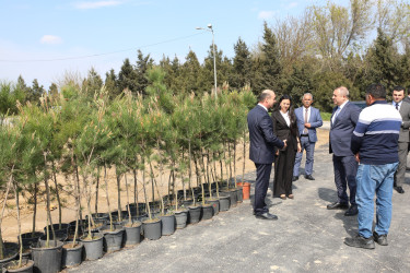 Ətraf mühitin qorunması və yaşıllıq zonalarının genişləndirilməsi məqsədilə Suraxanı rayonu, Bahar yaşayış sahəsində ağacəkmə aksiyası təşkil olunub