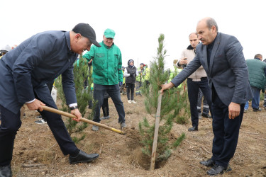 Noyabrın 4-də Suraxanı Rayon İcra Hakimiyyətinin təşkilatçılığı ilə “Konstitusiya və Suverenlik ili” çərçivəsində Zəfər Gününə həsr olunmuş ağacəkmə aksiyası keçirilib