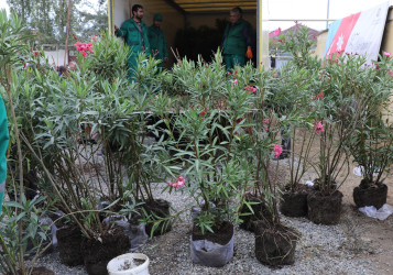 Suraxanıda 27 Sentyabr - Anım Gününə həsr olunmuş ağacəkmə aksiyası keçirilib