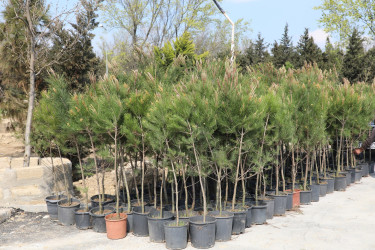 Ətraf mühitin qorunması və yaşıllıq zonalarının genişləndirilməsi məqsədilə Suraxanı rayonu, Bahar yaşayış sahəsində ağacəkmə aksiyası təşkil olunub