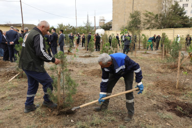 Suraxanıda 27 Sentyabr - Anım Gününə həsr olunmuş ağacəkmə aksiyası keçirilib
