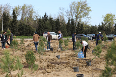 Ətraf mühitin qorunması və yaşıllıq zonalarının genişləndirilməsi məqsədilə Suraxanı rayonu, Bahar yaşayış sahəsində ağacəkmə aksiyası təşkil olunub
