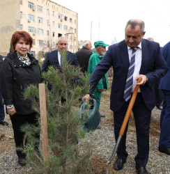 Suraxanıda 27 Sentyabr - Anım Gününə həsr olunmuş ağacəkmə aksiyası keçirilib