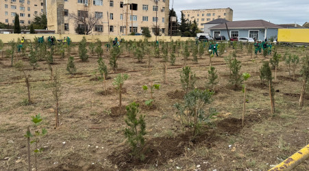 Suraxanıda 27 Sentyabr - Anım Gününə həsr olunmuş ağacəkmə aksiyası keçirilib