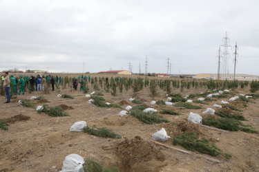 Noyabrın 4-də Suraxanı Rayon İcra Hakimiyyətinin təşkilatçılığı ilə “Konstitusiya və Suverenlik ili” çərçivəsində Zəfər Gününə həsr olunmuş ağacəkmə aksiyası keçirilib