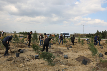 Ətraf mühitin qorunması və yaşıllıq zonalarının genişləndirilməsi məqsədilə Suraxanı rayonu, Bahar yaşayış sahəsində ağacəkmə aksiyası təşkil olunub