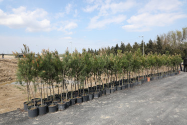 Ətraf mühitin qorunması və yaşıllıq zonalarının genişləndirilməsi məqsədilə Suraxanı rayonu, Bahar yaşayış sahəsində ağacəkmə aksiyası təşkil olunub