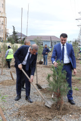 Suraxanıda 27 Sentyabr - Anım Gününə həsr olunmuş ağacəkmə aksiyası keçirilib