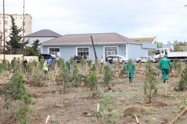 Suraxanıda 27 Sentyabr - Anım Gününə həsr olunmuş ağacəkmə aksiyası keçirilib