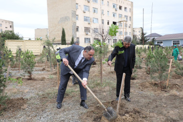 Suraxanıda 27 Sentyabr - Anım Gününə həsr olunmuş ağacəkmə aksiyası keçirilib