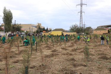 Suraxanıda 27 Sentyabr - Anım Gününə həsr olunmuş ağacəkmə aksiyası keçirilib