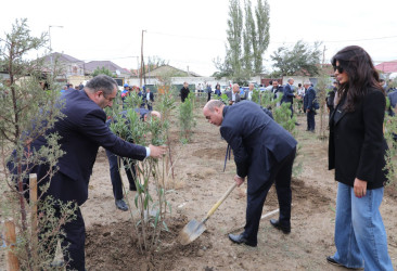 Suraxanıda 27 Sentyabr - Anım Gününə həsr olunmuş ağacəkmə aksiyası keçirilib