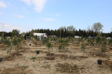 Ətraf mühitin qorunması və yaşıllıq zonalarının genişləndirilməsi məqsədilə Suraxanı rayonu, Bahar yaşayış sahəsində ağacəkmə aksiyası təşkil olunub